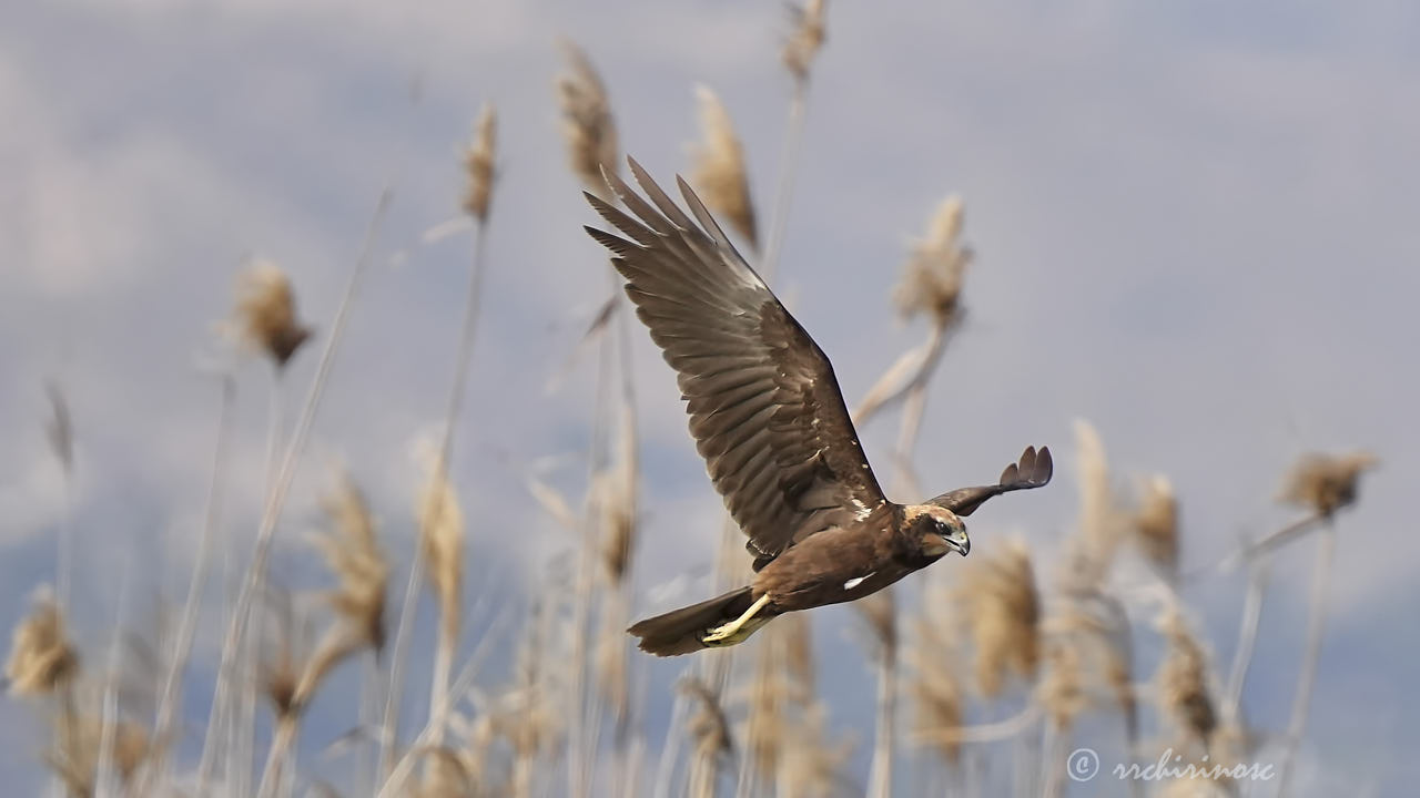 Western marsh harrier