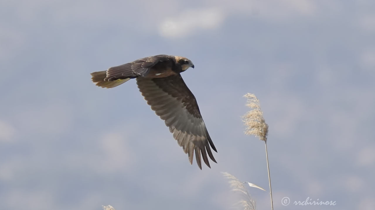 Western marsh harrier