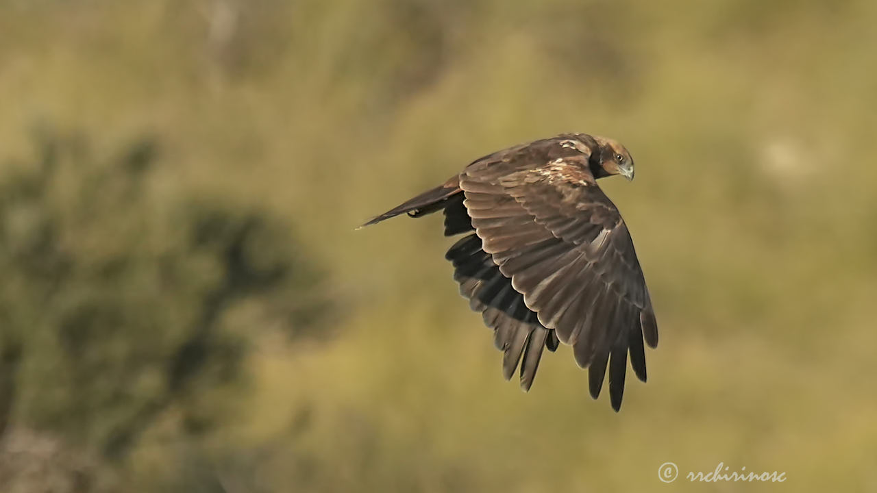 Western marsh harrier