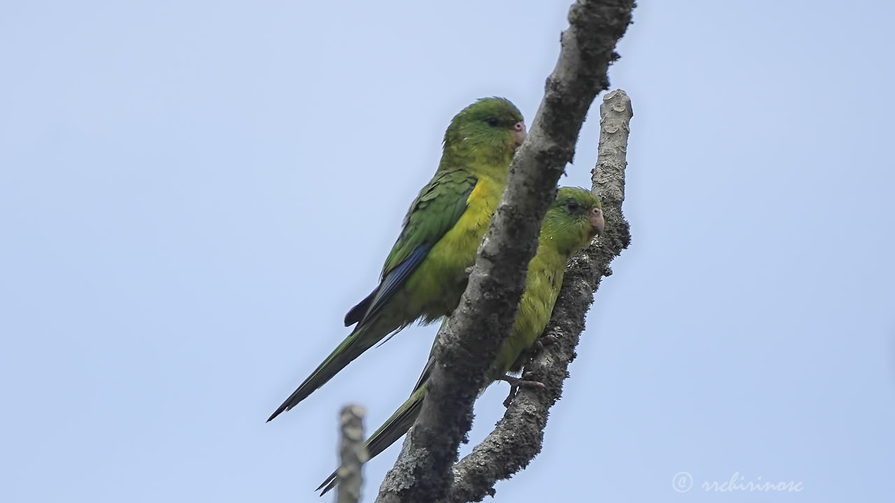 Mountain parakeet