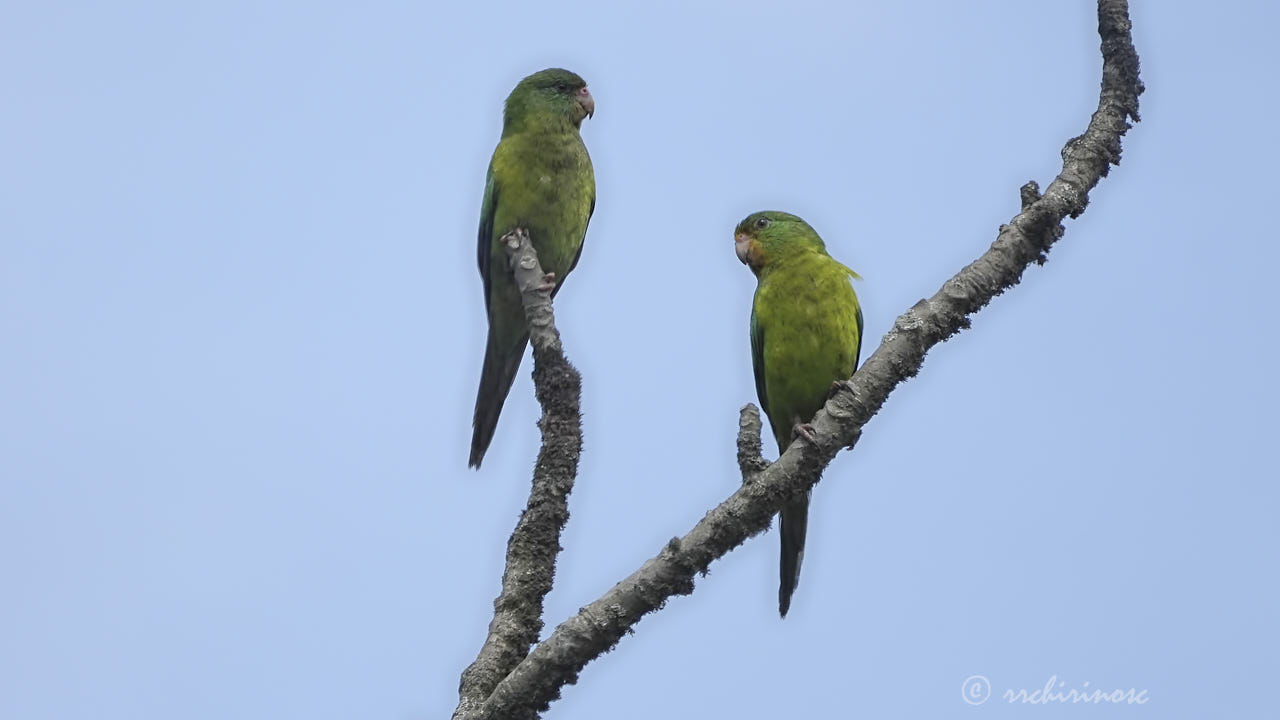 Mountain parakeet