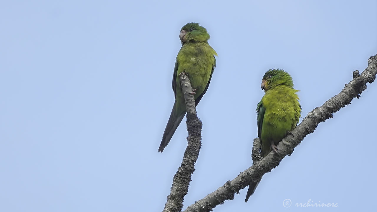 Mountain parakeet