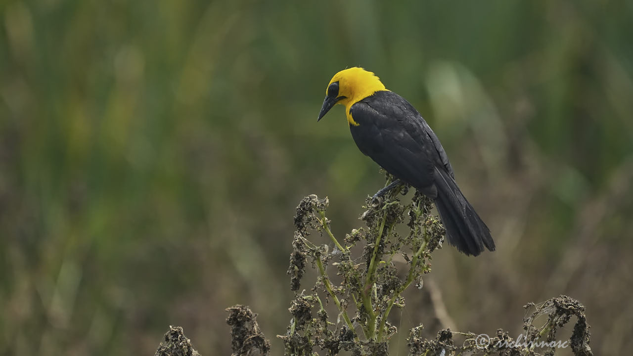 Oriole blackbird