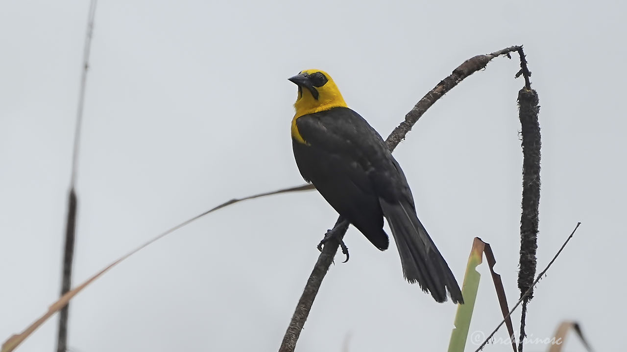 Oriole blackbird