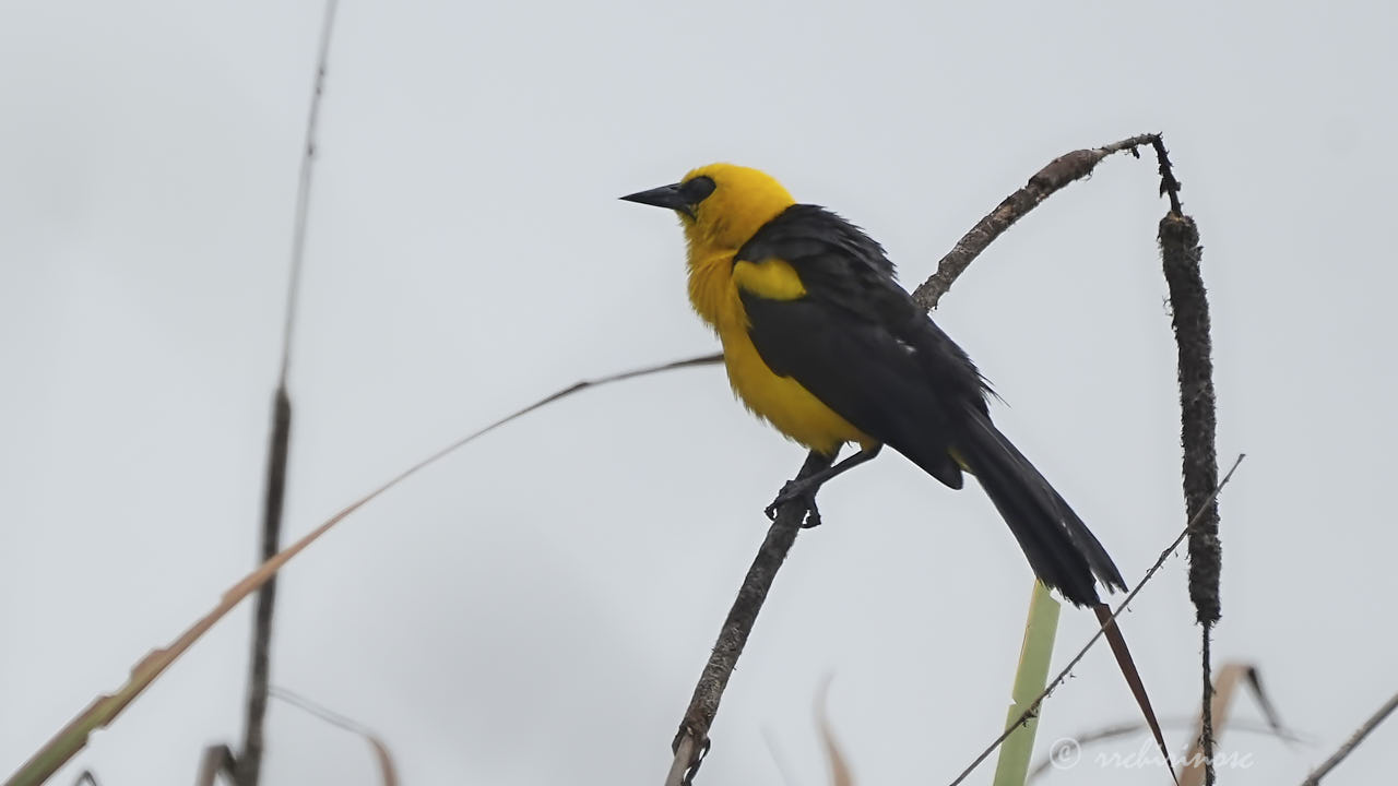 Oriole blackbird