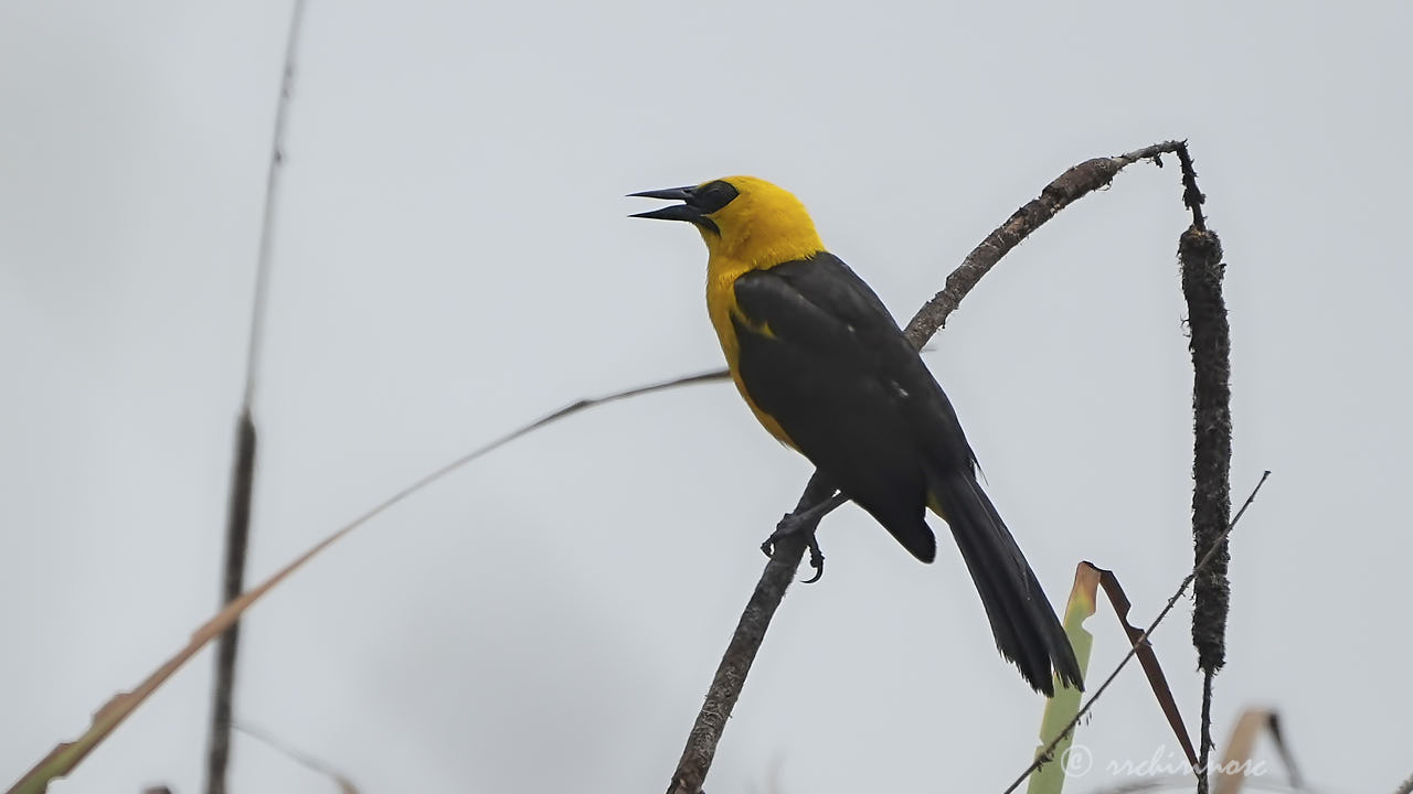 Oriole blackbird