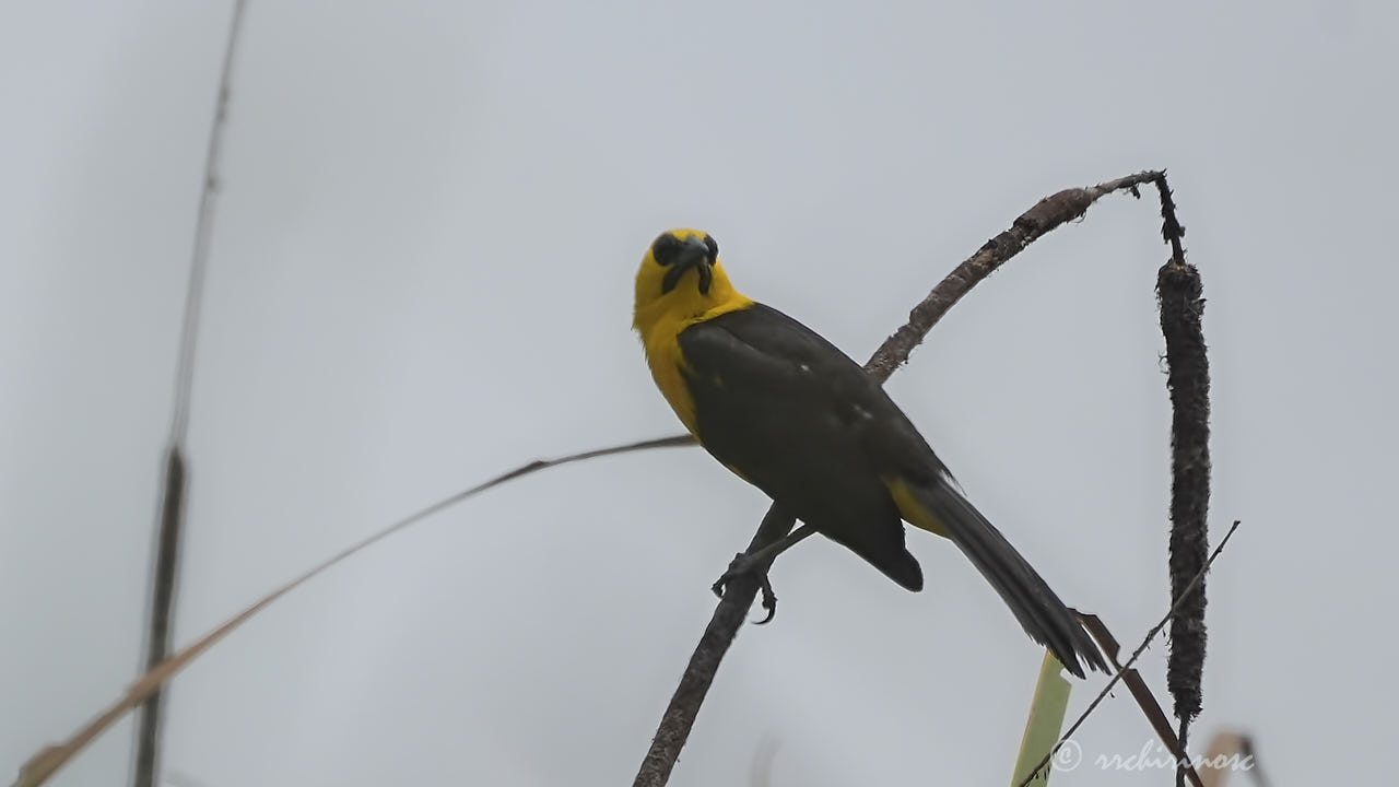 Oriole blackbird