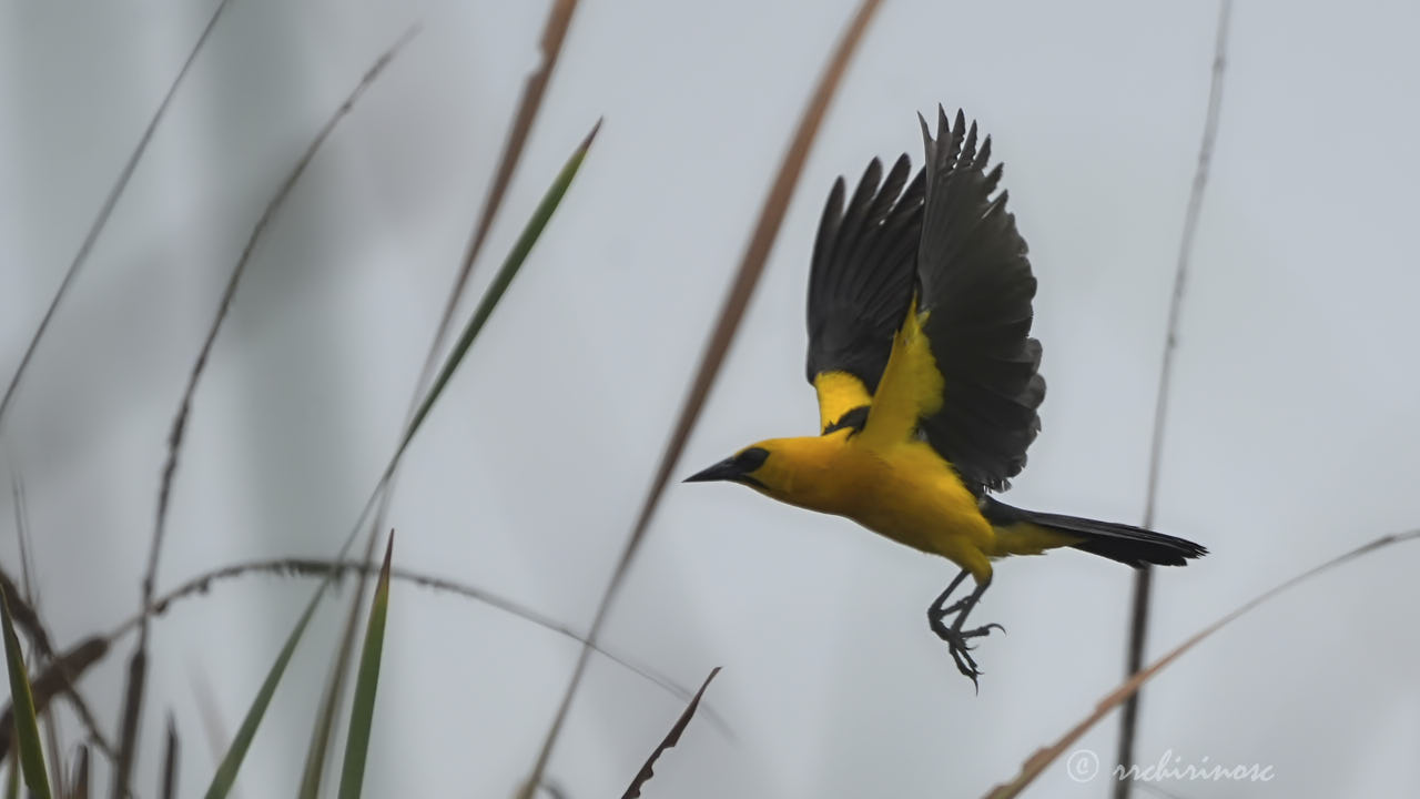 Oriole blackbird