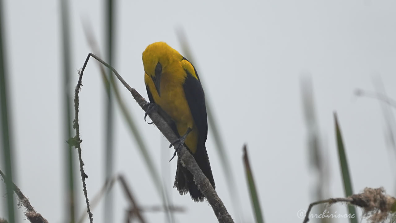 Oriole blackbird