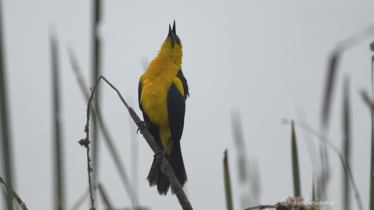 Oriole blackbird