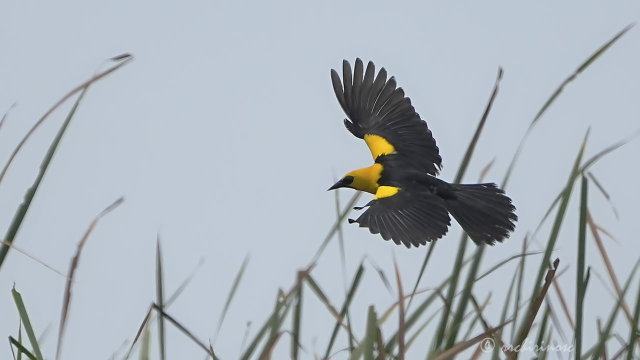 Oriole blackbird