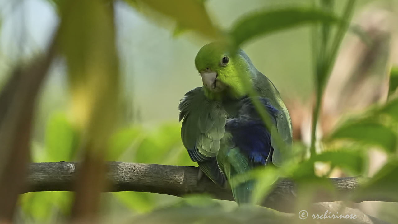 Pacific parrotlet