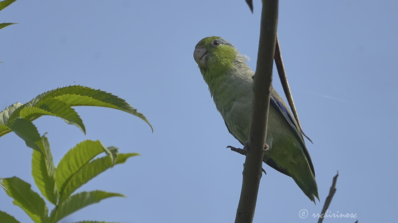 Pacific parrotlet