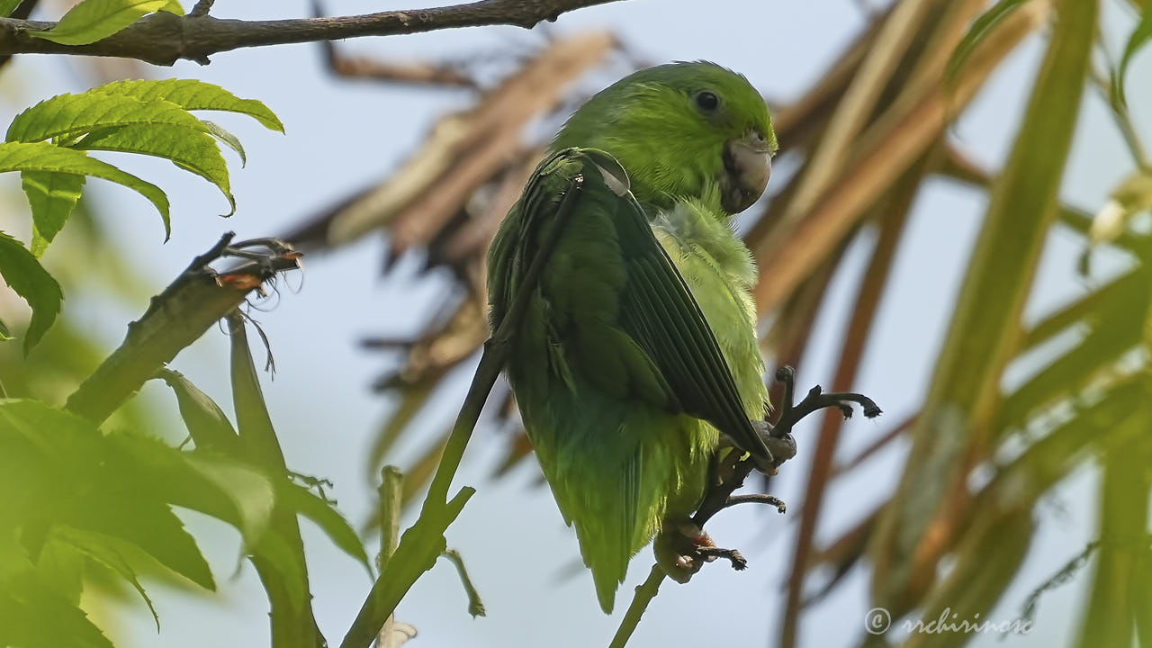 Pacific parrotlet