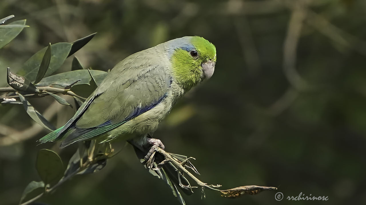 Pacific parrotlet