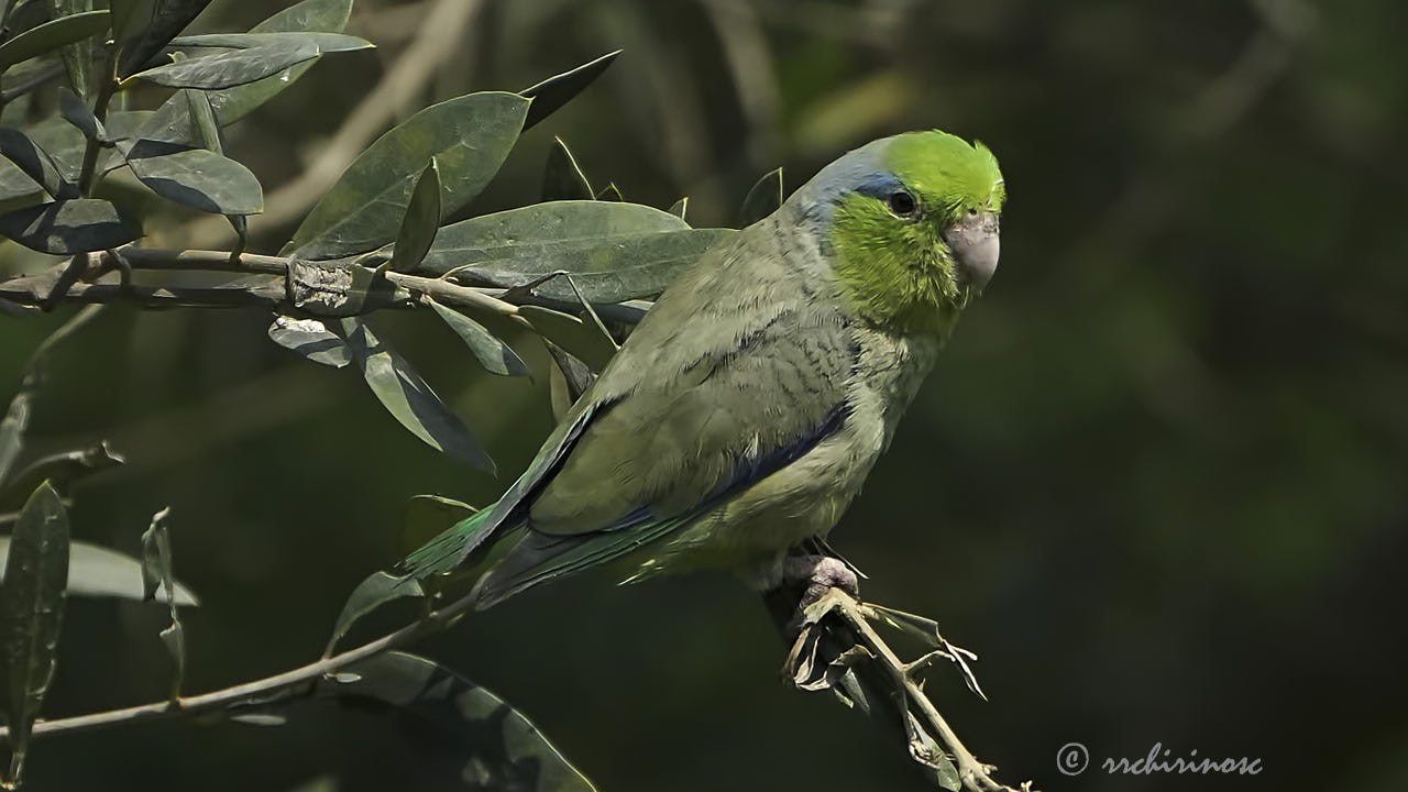 Pacific parrotlet