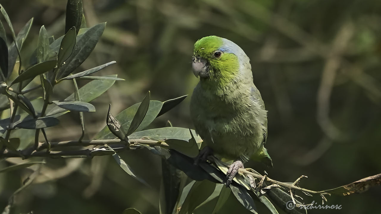 Pacific parrotlet