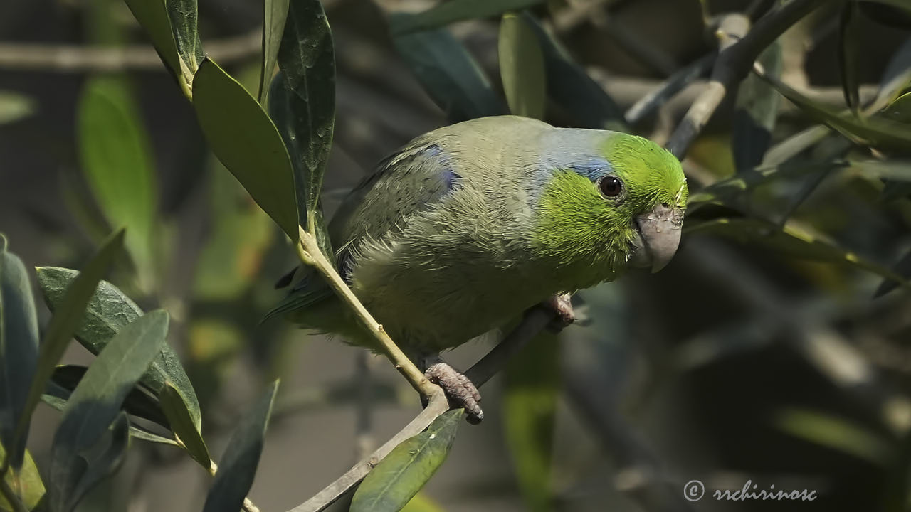 Pacific parrotlet