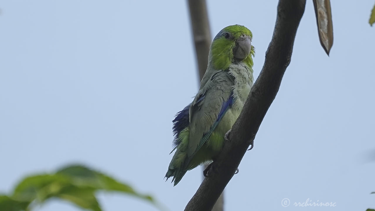 Pacific parrotlet