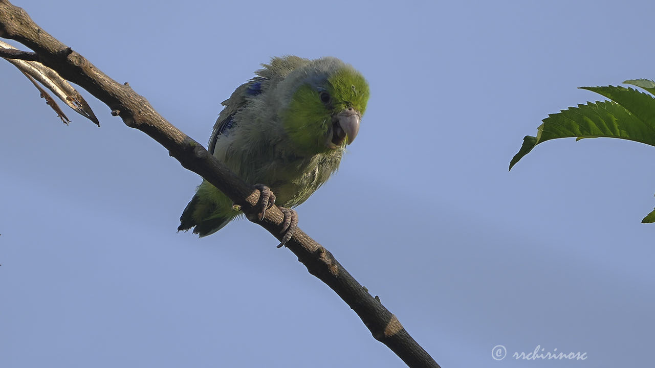 Pacific parrotlet