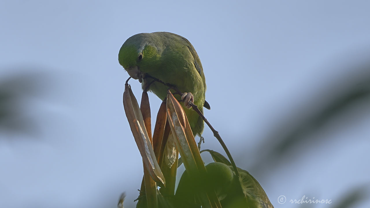 Pacific parrotlet