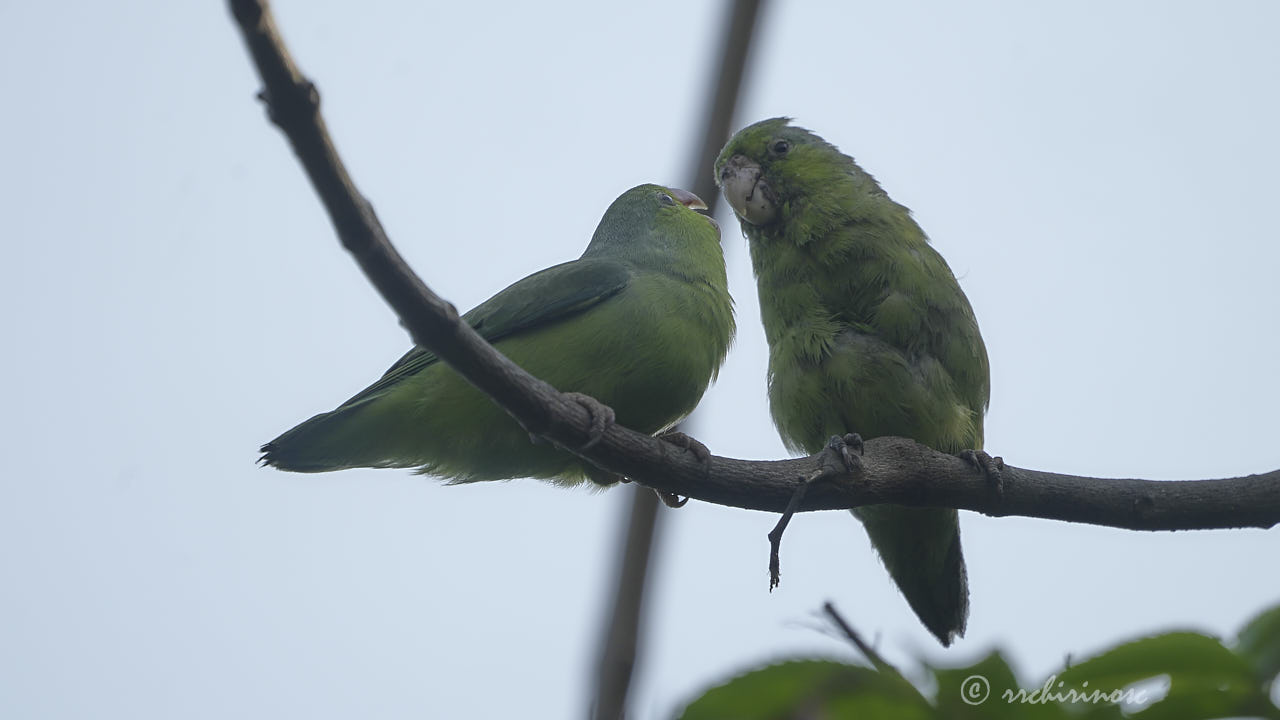 Pacific parrotlet