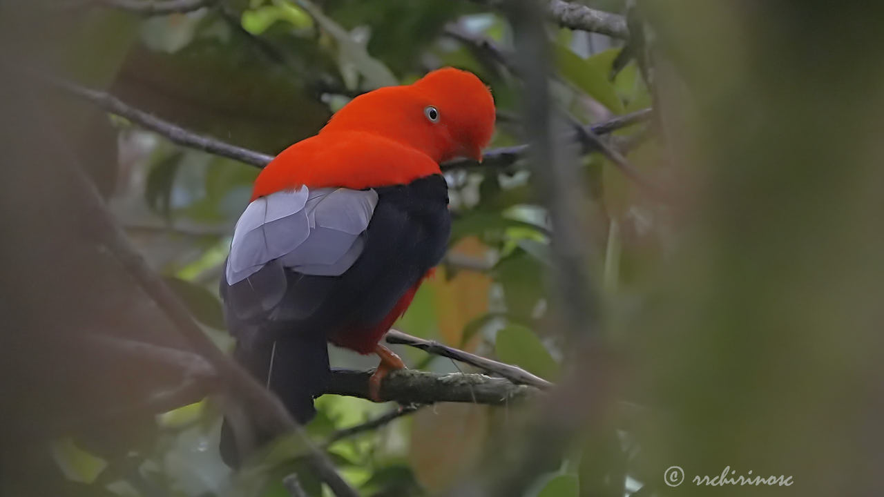 Andean cock-of-the-rock