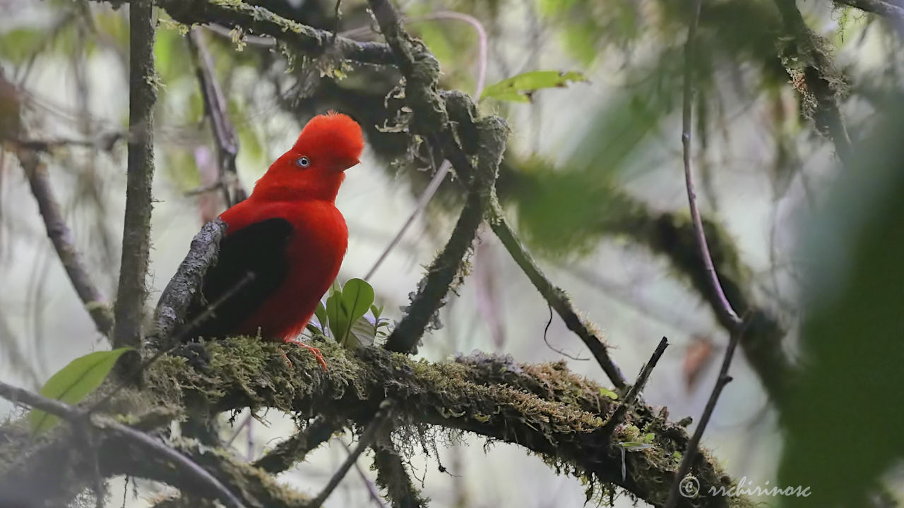 Andean cock-of-the-rock