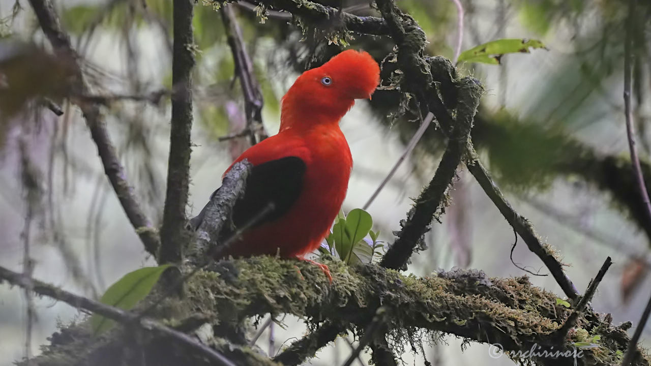 Andean cock-of-the-rock