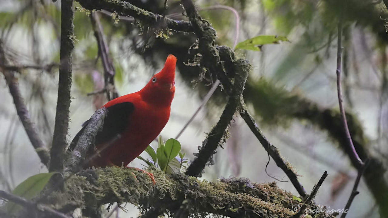 Andean cock-of-the-rock