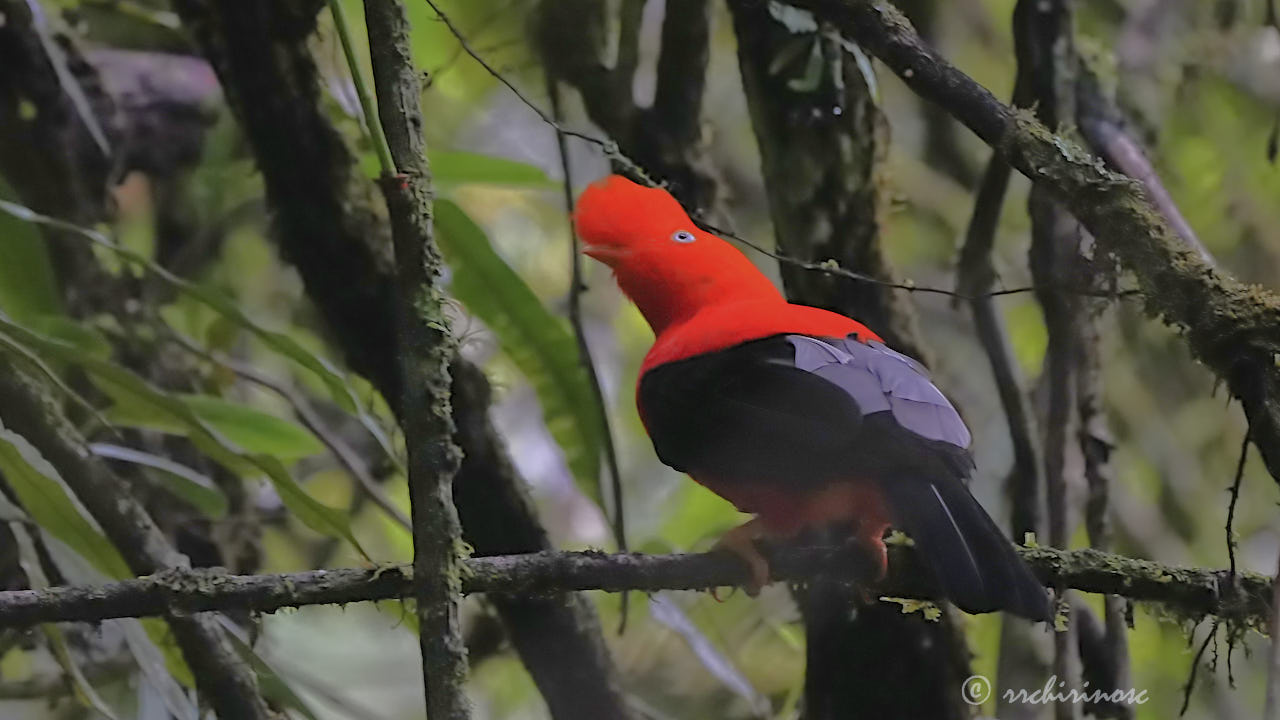 Andean cock-of-the-rock