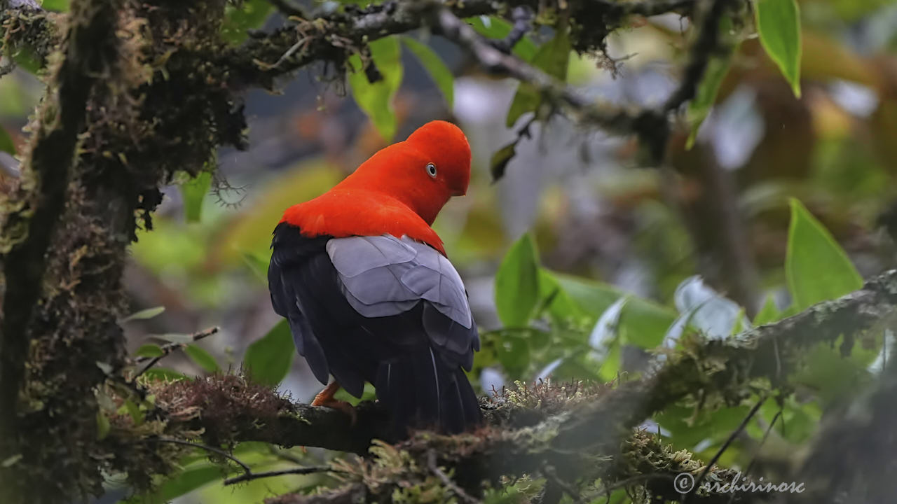 Andean cock-of-the-rock