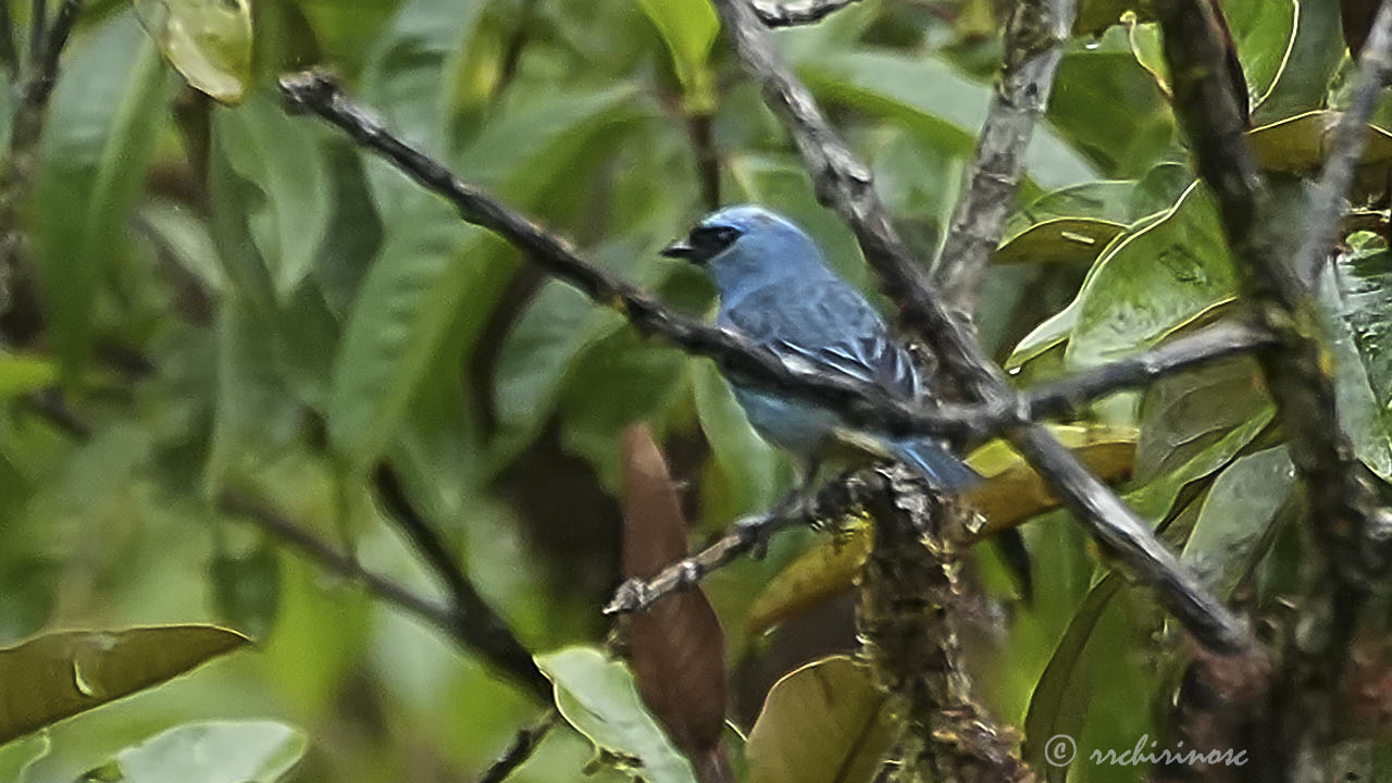 Swallow tanager