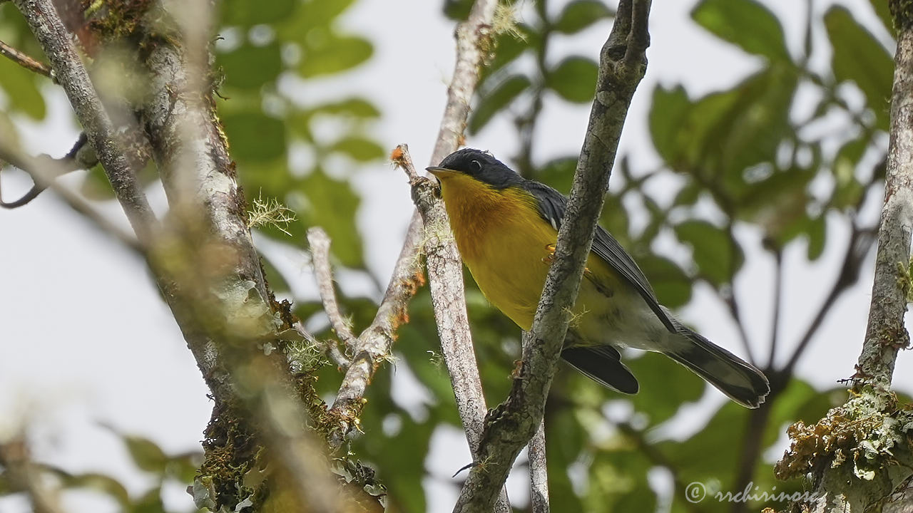 Tropical parula