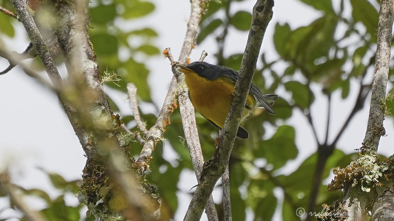 Tropical parula