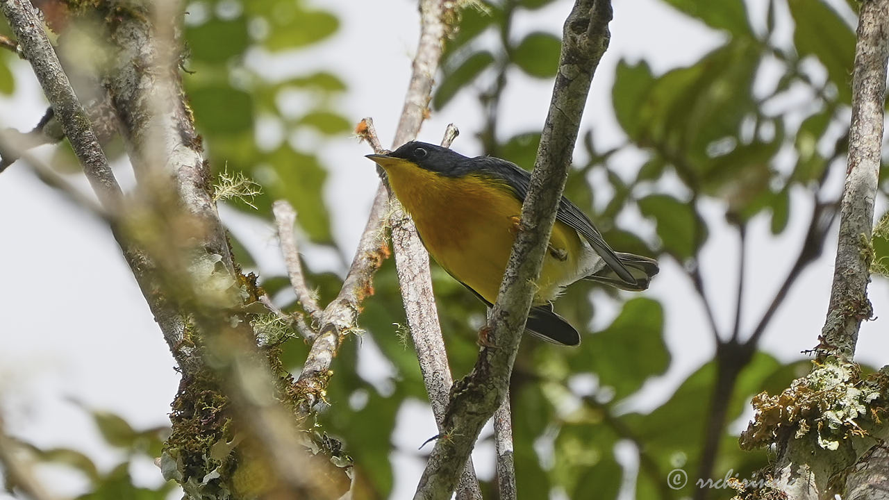 Tropical parula