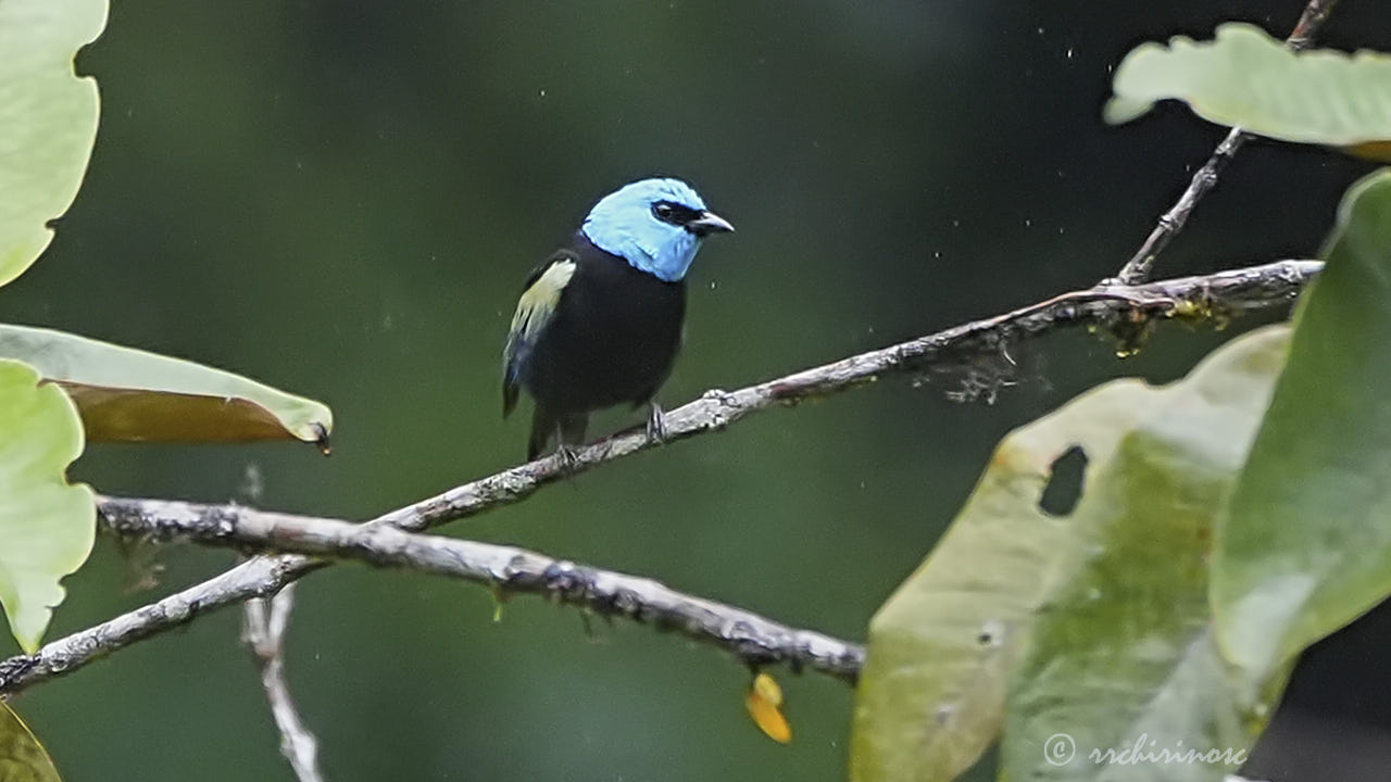 Blue-necked tanager