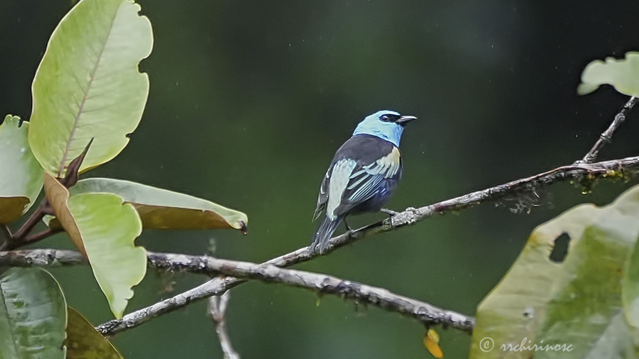 Blue-necked tanager