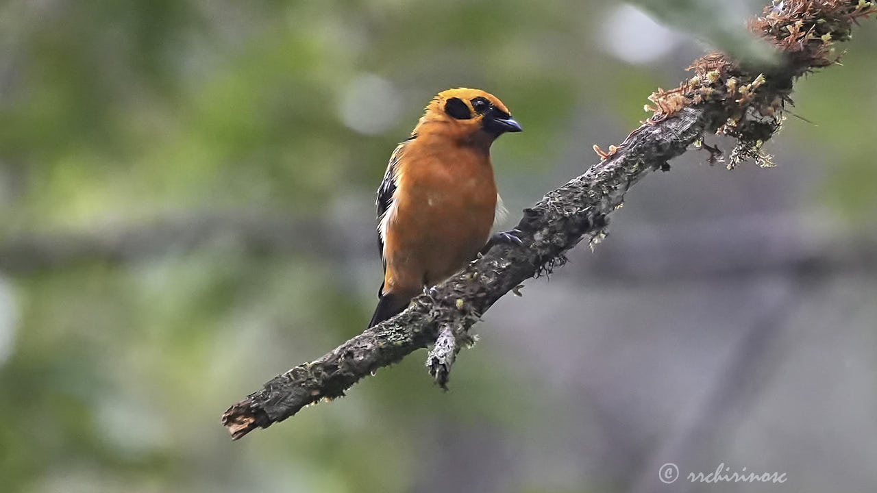 Golden tanager