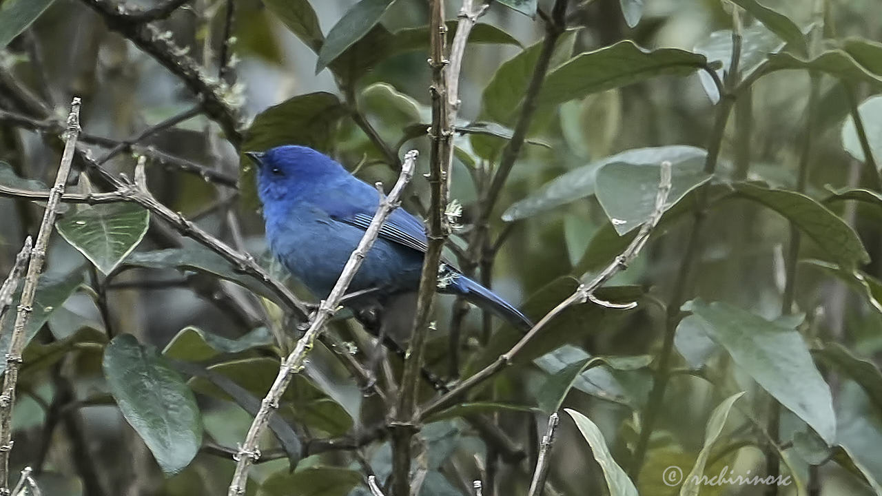 Tit-like dacnis