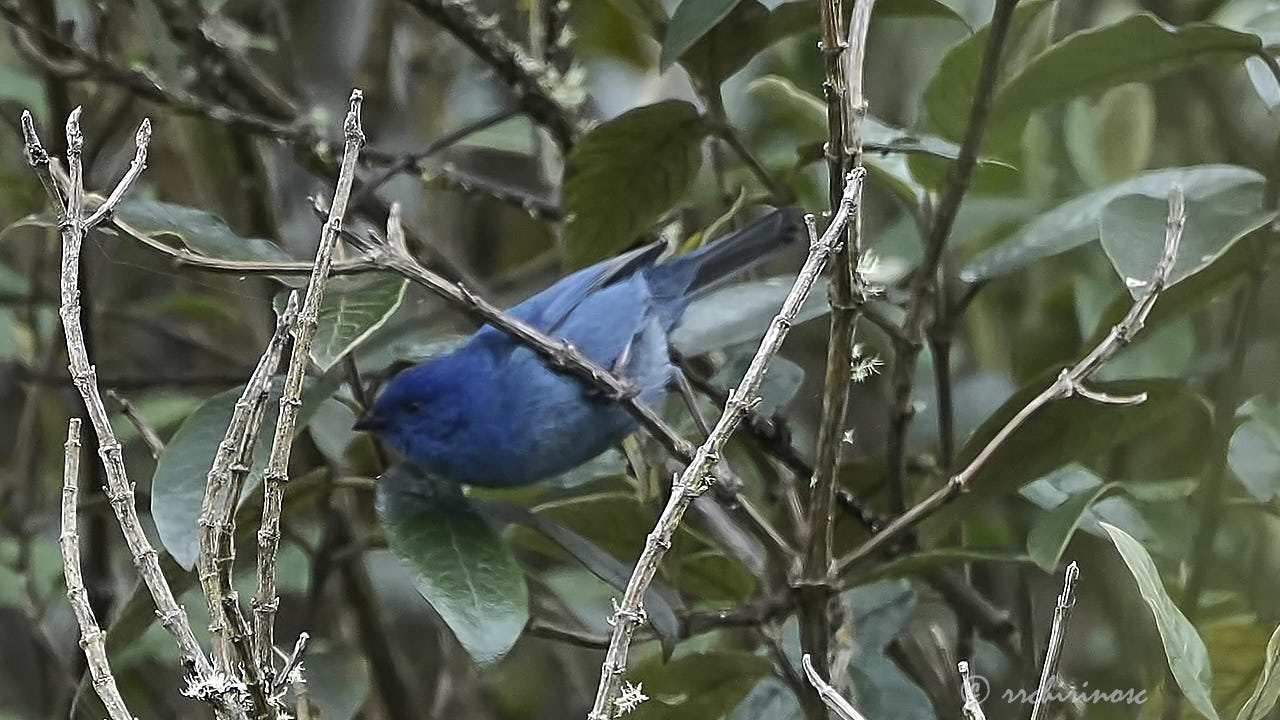 Tit-like dacnis