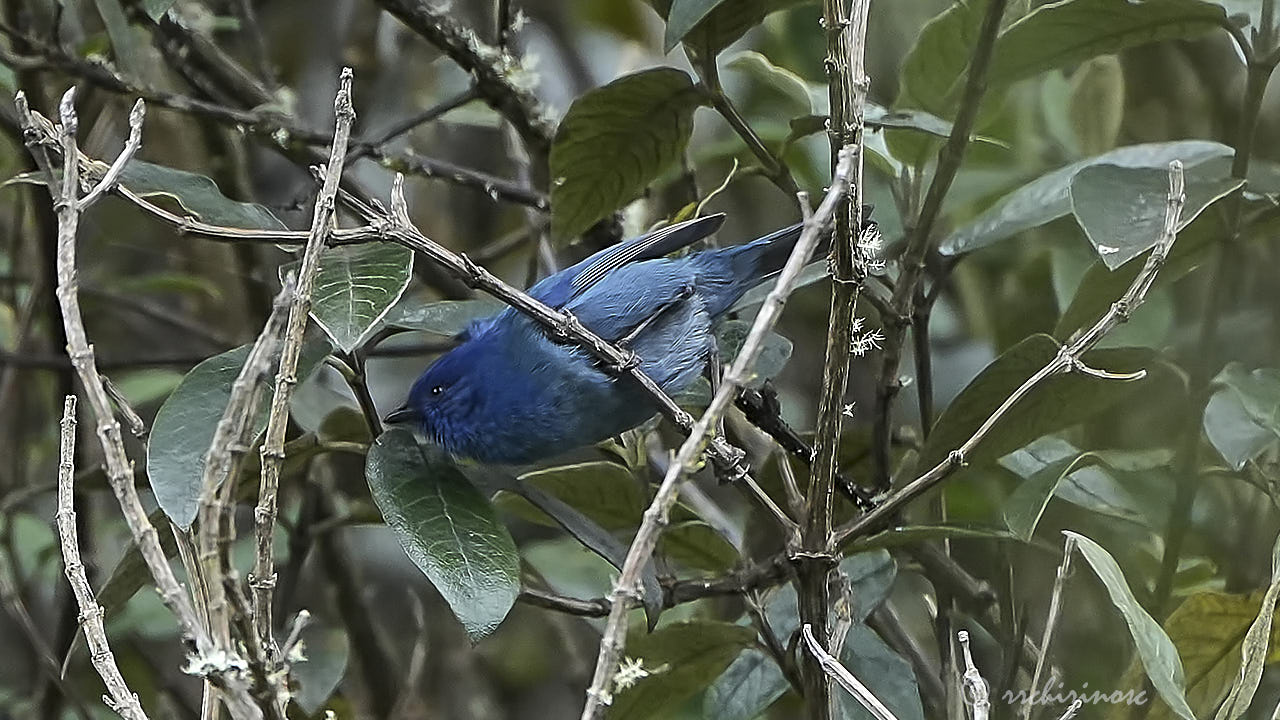 Tit-like dacnis