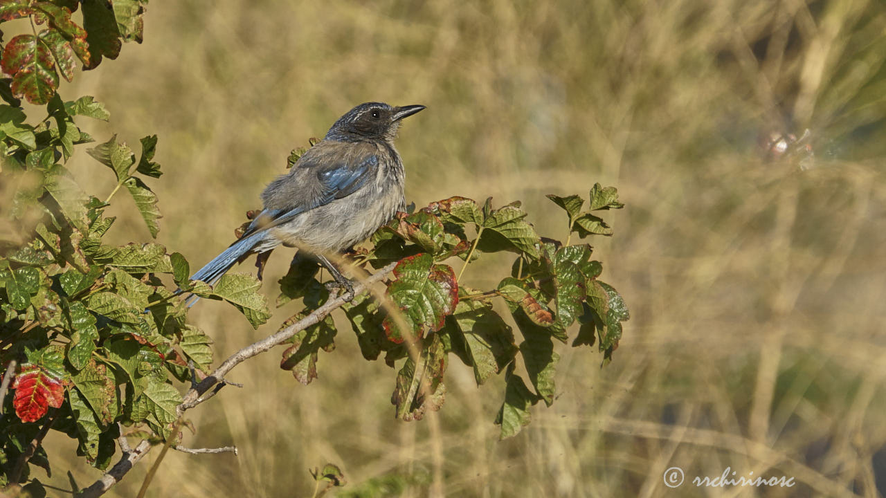 California scrub jay