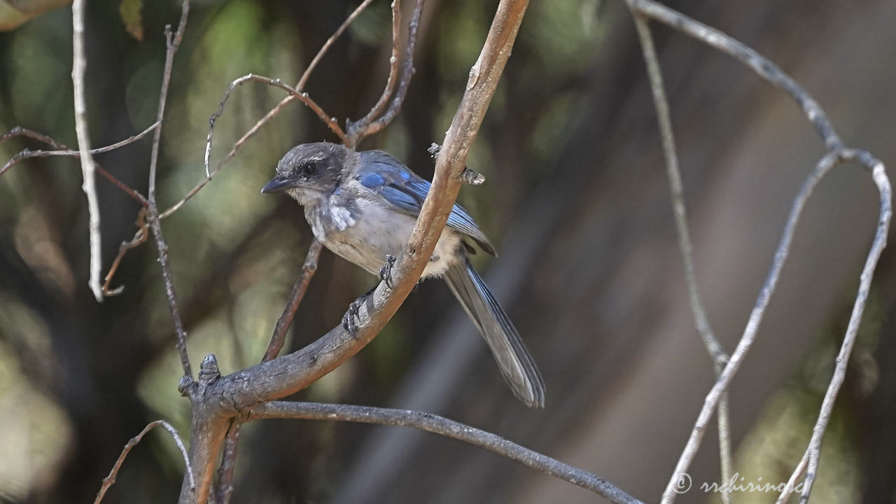 California scrub jay