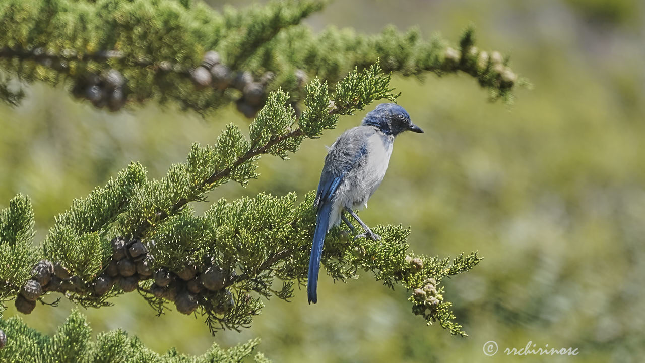 California scrub jay