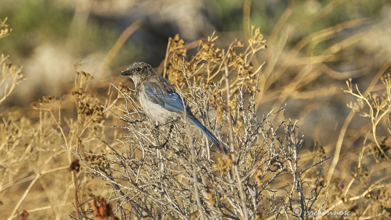 California scrub jay