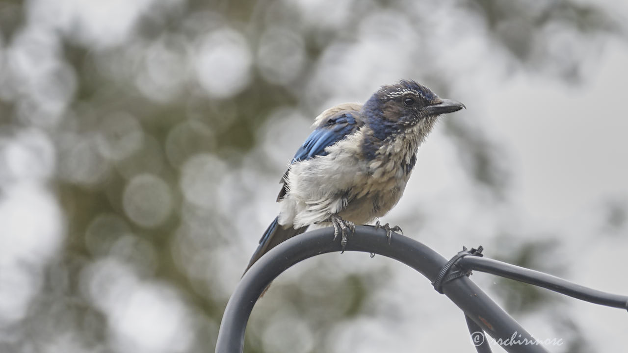 California scrub jay