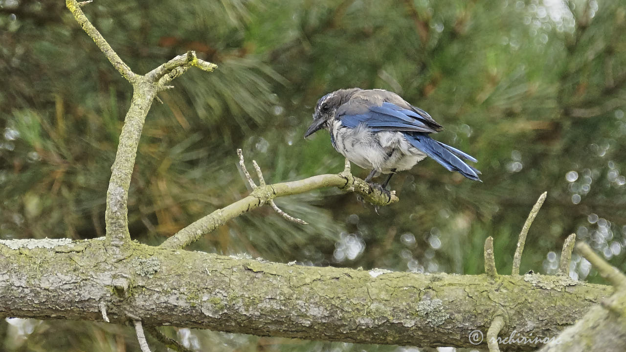 California scrub jay