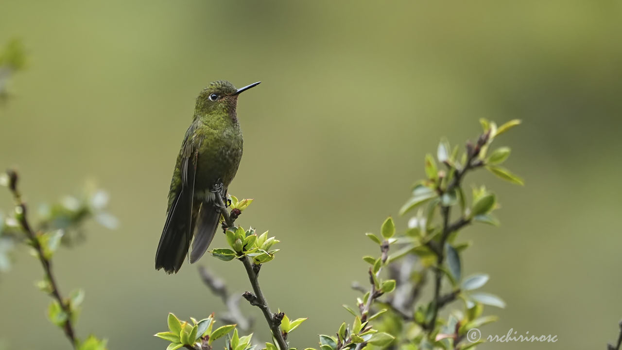 Fiery-throated metaltail