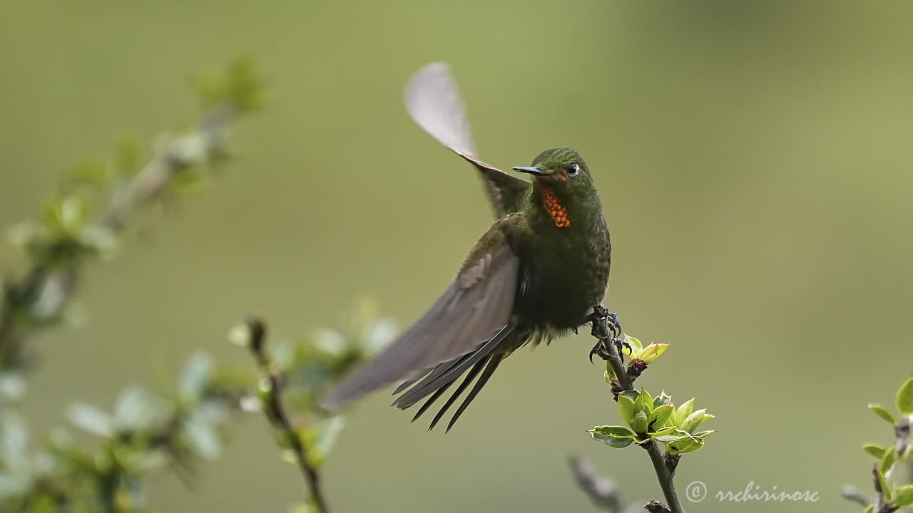 Fiery-throated metaltail